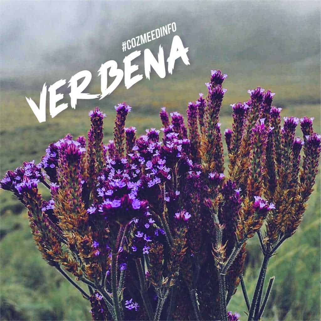 Gambar VERBENA BRASILIENSIS 10