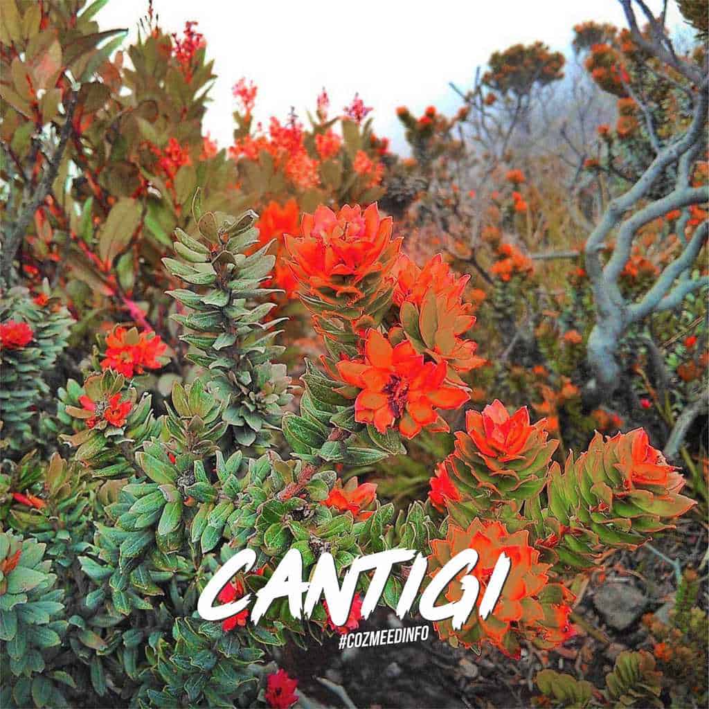 TUMBUHAN GUNUNG " CANTIGI " 1 Gambar TUMBUHAN GUNUNG " CANTIGI " 1