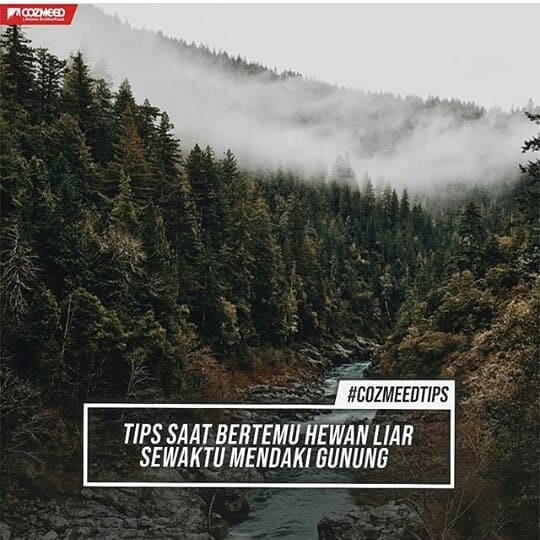 TIPS SAAT BERTEMU HEWAN LIAR SAAT MENDAKI GUNUNG 1 Gambar TIPS SAAT BERTEMU HEWAN LIAR SAAT MENDAKI GUNUNG 1